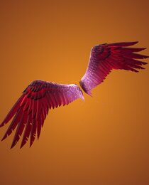 Eagle's Form