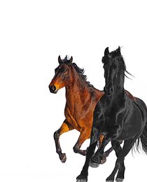 Old Town Road (Remix)