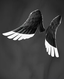 Shadow Ark Wings