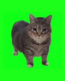 OIIA OIIA (Spinning Cat)