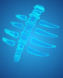 Spectral Spine