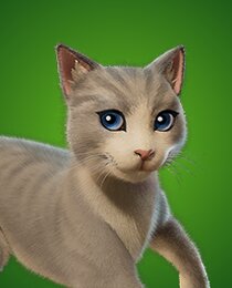 The Best Cat