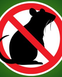 No Rats