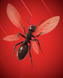 Ant-Tonio