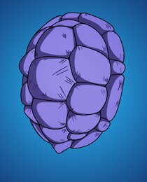 Kamesennin's Shell